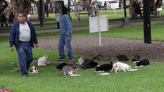 Miraflores: controversia por las causas de la muerte de 30 gatos del parque Kennedy