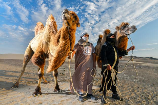 COMO EN SU CASA. Los camellos Areno y Arena, de seis años de edad, imponen su robusta presencia en las dunas iqueñas, donde la temperatura puede bajar a 6 grados por la noche
y subir a 35 a pleno sol. Ellos nacieron en Berlín, Alemania.(Foto: Luis Miranda)