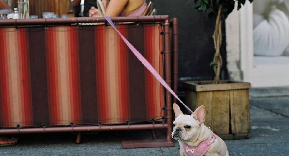 Las mascotas ya no tendrán que esperar afuera de los negocios. (Foto: eldiariony.com)