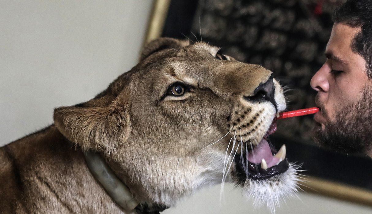 Desde que El Cairo cerró las áreas recreativas en marzo debido al nuevo coronavirus, los El Helw, domadores de leones y tigres desde hace tres generaciones, se han quedado sin circo y, por lo tanto, técnicamente en el desempleo. (Mohamed el-Shahed / AFP).