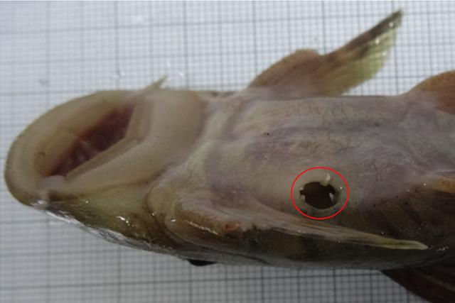 El parásito crustáceo invade el abdomen de la carachama y logra tener hasta 800 crías. Foto: dailyparasite