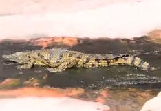 YouTube: conoce en este video al cocodrilo más divertido del mundo