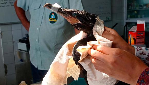 Animales afectados por derrame de petróleo en Ventanilla son rescatados por personal del Serfor | Foto: Serfor / Referencial