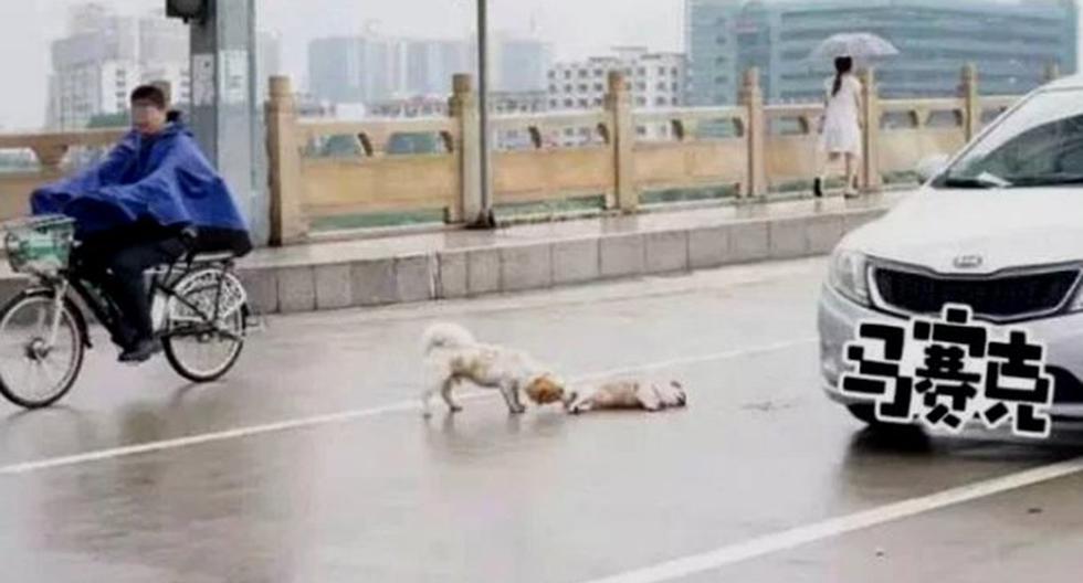 Foto desgarradora muestra a un perro protegiendo el cadáver de su amigo. (Foto: People’s Daily Online/Weibo)