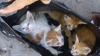 Rescatan gatitos de una bolsa de basura y los regresan con su mamá