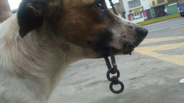Ventanilla: perro maltratado se recupera gracias a veterinarios - 2