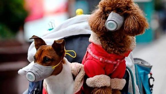Tras comprobarse algunos casos de coronavirus en animales, es la interrogante de muchos amantes de las mascotas durante esta pandemia. (Foto: ABC)
