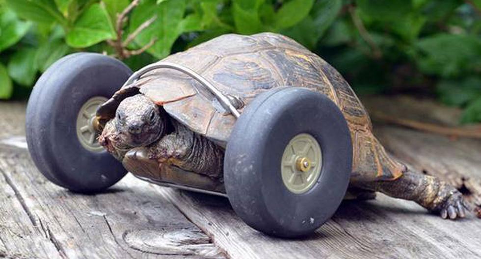 Esta tortuga perdió sus patas, pero ahora camina más rápido. (Foto: viralismo.com)