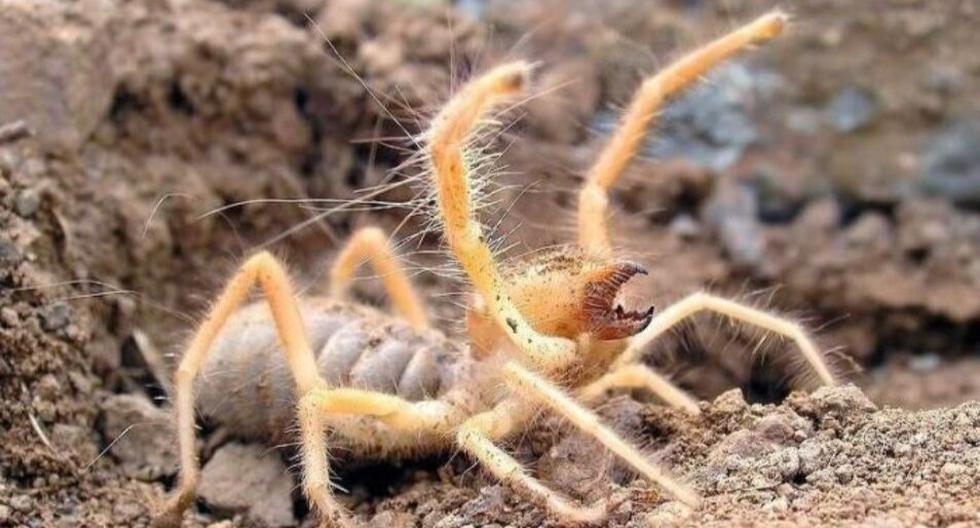 Una criatura mitad araña y mitad escorpión suena como algo sacado de una película de terror pero tal híbrido existe en el mundo real. (Foto: @weareosd en Twitter)