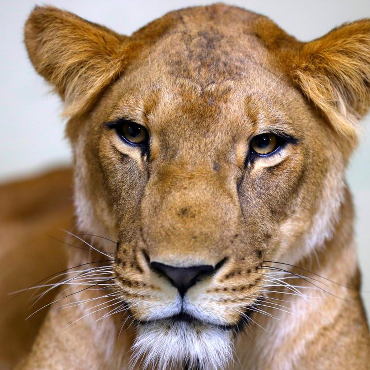 Coronavirus en Egipto: Domadores de leones ofrecen espectáculos desde el  salón de su casa en El Cairo | FOTOS | VIDEO NNDC | MUNDO | EL COMERCIO PERÚ