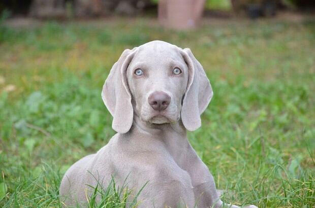 El braco de Weimar es un perro de caza especialmente dotado como perro cobrador. Su pelaje, corto y espeso, le protege muy bien de la humedad (Foto: Pixabay)