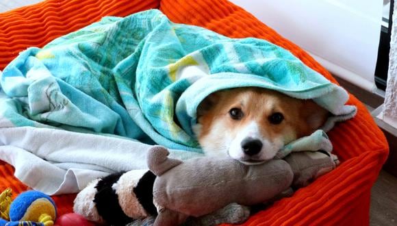 Una cama gruesa y una manta son básicos para darle una buena noche a tu mascota en noches frías.