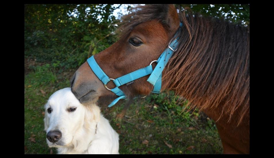 Un perro y un caballo protagonizan un video que se hizo viral en YouTube. (Referencial - Pixabay | YouTube)