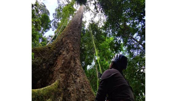 Fotografía de Unding Jami (@BorneoTree en Twitter). Este escalador malayo subió al árbol más alto del mundo.