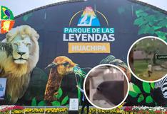 Denuncian maltrato animal en zoológico de Huachipa por jóvenes que cumplían reto de TikTok
