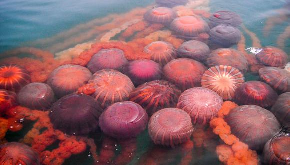 La entidad reporta proliferación de medusas de la especie Chrysaora plocamia en La Punta Callao. (Foto: Imarpe)