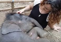 Mujer hizo dormir a elefante cantándole canciones de cuna | VIDEO