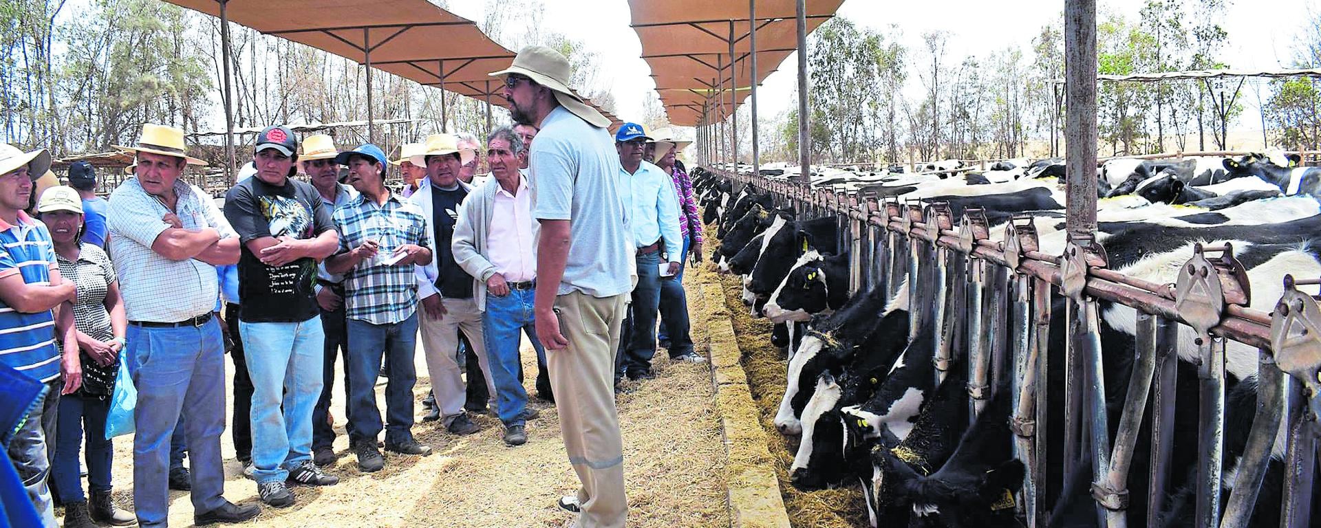 Producción de leche en el sur podría escasear en 20 días por falta de soya, advierte la Asociación de Ganaderos de Majes