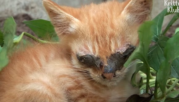 Este pobre gatito no podía ver por una fuerte infección que tenía en los ojos. | Kitter Club