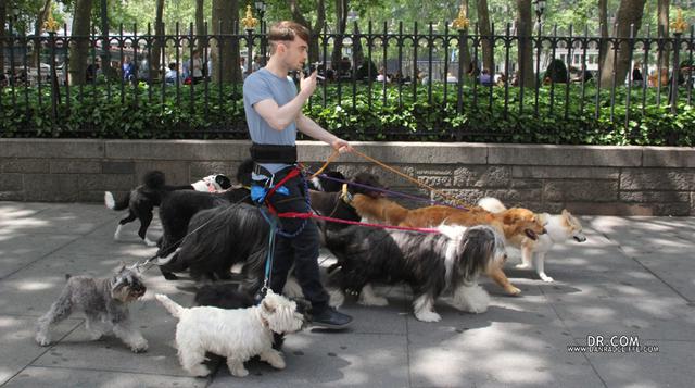 Daniel Radcliffe tiene "nuevo oficio" como paseador de perros - 1