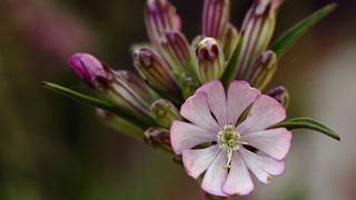 Silene de Ifach, una planta endémica que se resiste a la extinción