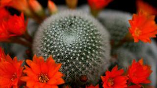 El negocio del tráfico ilegal de los cactus más codiciados