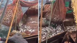 YouTube: enorme animal apareció en red llena de pescados