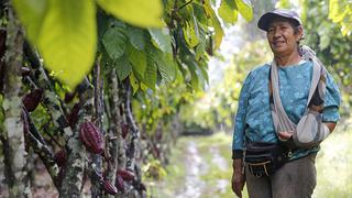 Producción de cacao alcanza récord histórico en Perú con 108.000 toneladas