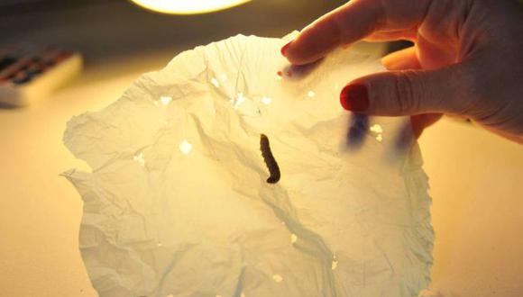 Descubren que un gusano es capaz de biodegradar plásticos