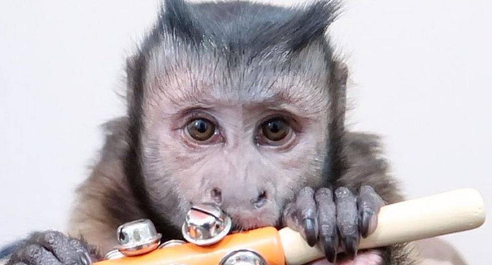 Este tierno mono es toda una celebridad en redes sociales, pues su cuenta oficial tiene más de 903 mil seguidores. (Foto: Facebook)
