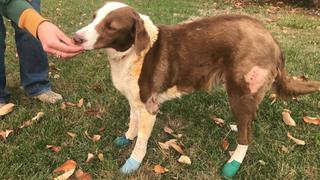 Perro abandonado tras incendios de California es encontrado días después y en estado preocupante