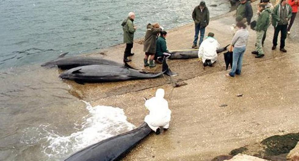 Más de 400 ballenas quedaron varadas en la remota bahía Golden. (Foto: EFE/Referencial)