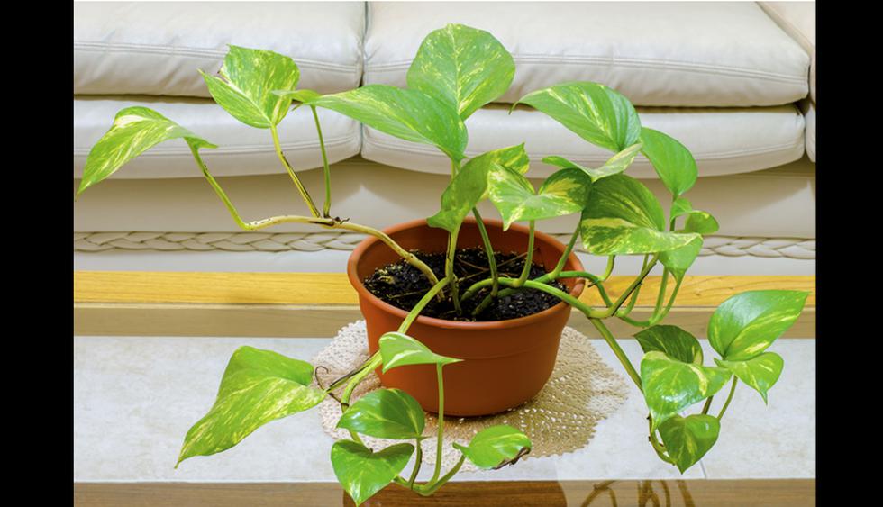 Hogar | 10 plantas que irradiarán energía positiva en tu casa | FOTOS |  CASA-Y-MAS | EL COMERCIO PERÚ