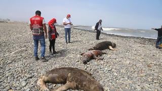 Callao: encuentran unos 20 lobos marinos muertos en la playa Carpayo