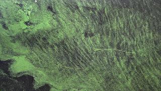 Las algas, un recurso renovable pero vulnerable, por Tomás Unger