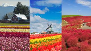 Descubre los campos de flores más hermosos del mundo | FOTOS