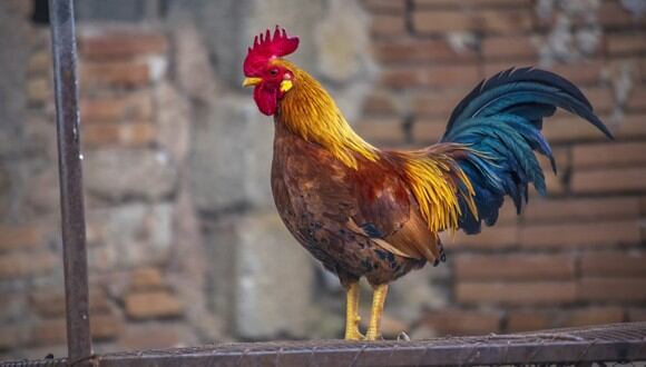 Un gallo mató a su dueño durante una pelea de gallos ilegal en India. (Foto: Pixabay / Referencial)