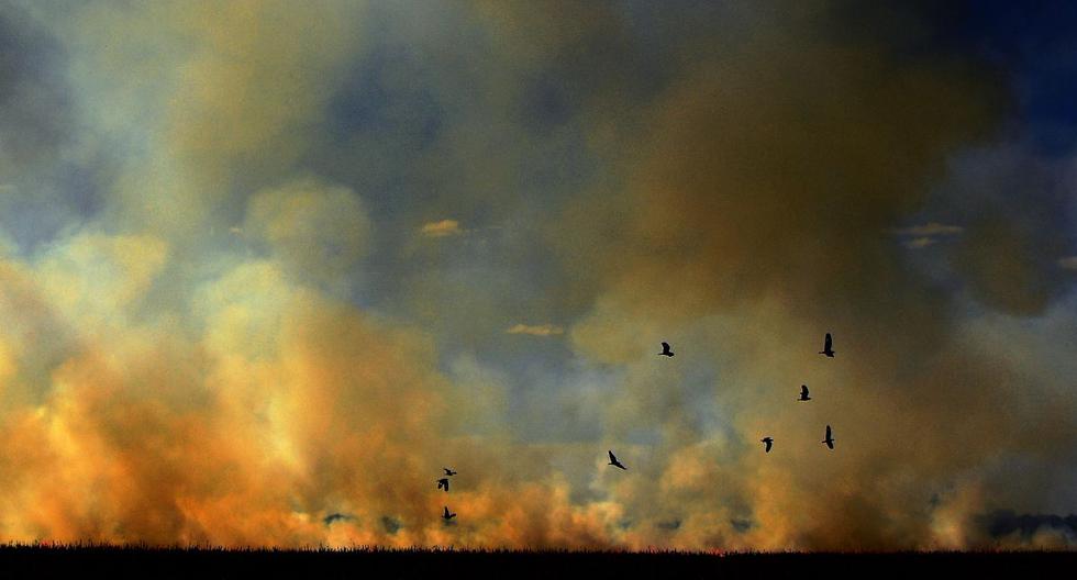 Aves escapan del humo que se eleva del fuego ilegal en la frontera de una reserva en Mato Grosso. (Foto: Carl de Souza/AFP)