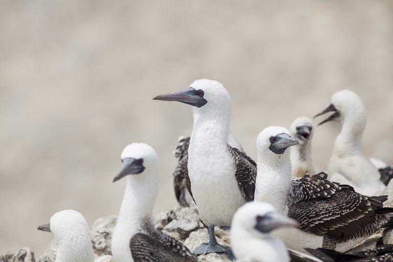 El piquero peruano o alcatraz chileno (Sula variegata) se encuentra en toda la costa peruana y chilena. Es una de las principales aves guaneras en Sudamérica. Fotos: Antonio Escalante