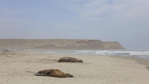 Senasa confirma que tres lobos marinos y un delfín muertos en el litoral dieron positivo a gripe aviar. (Foto: César Bueno @photo.gec)
