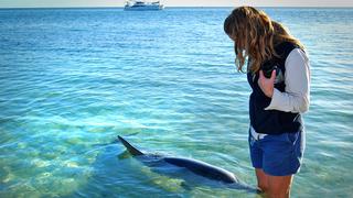 Descubre Monkey Mia, la playa llena de delfines en Australia
