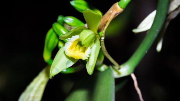 La vainilla es una especie de orquídea originaria de México. (Foto: BBC Mundo)