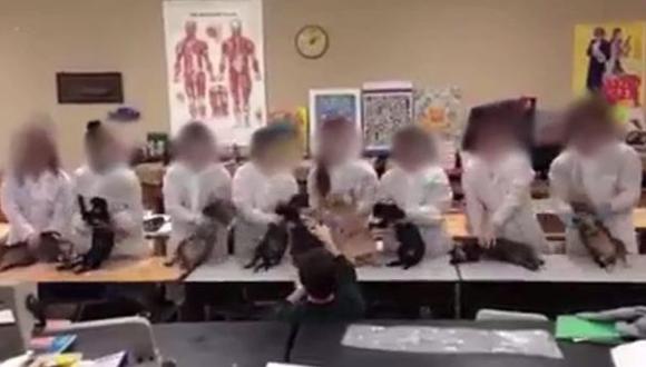 Alumnos utilizaron gatos muertos para un ‘baile’ [VIDEO]
