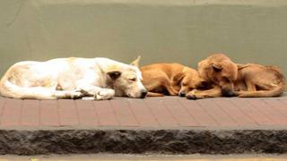 Puno: se suspendió la matanza de 3.000 perros callejeros en San Román