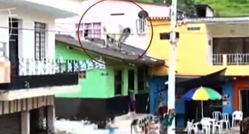 Toro de 500kg aparece en techo de una casa ¿Cómo subió?. (Foto: Captura de YouTube)