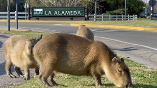 La invasión de carpinchos en Argentina abre la grieta entre desarrollo inmobiliario y medio ambiente