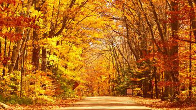 ¿Por qué las hojas de los árboles cambian de color en otoño? - 2