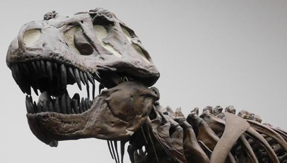 Fotografía de una réplica de un esqueleto de un Tyrannosaurus rex en el Museo Senckenberg de Frankfurt, Alemania. Este dinosaurio vivió al final del Cretácico (hace aproximadamente 66 millones de años) exclusivamente en América del Norte occidental. (EFE/ Kai R. Caspar/Universidad de Düsseldorf)