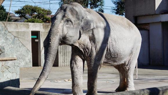 Japón: Murió "elefante más solitaria del mundo"