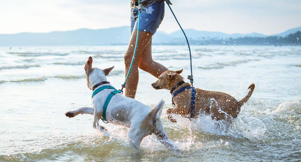 "El Depa de Rocko" es una empresa inmobiliaria ‘pet friendly’, la cual está ubicada en el Sur Chico, a solo unos minutos de playas como Punta Hermosa. (Foto referencial: Shutterstock)